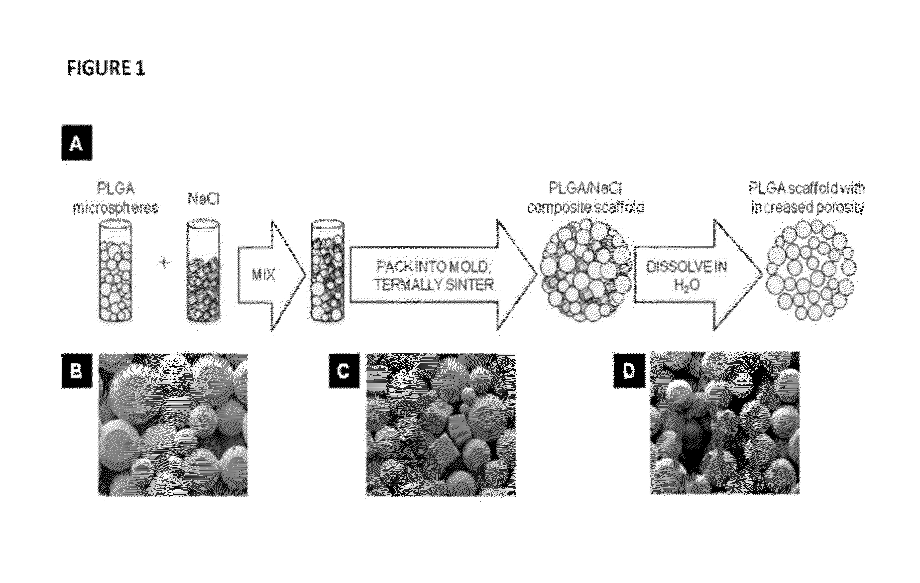 Gradient Porous Scaffolds