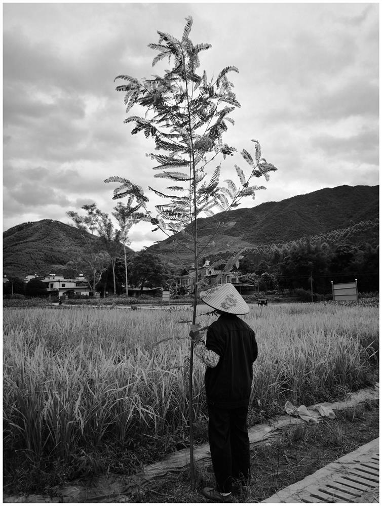 Method for safe production while lossless in-situ remediation of moderately and mildly cadmium-polluted farmland soil