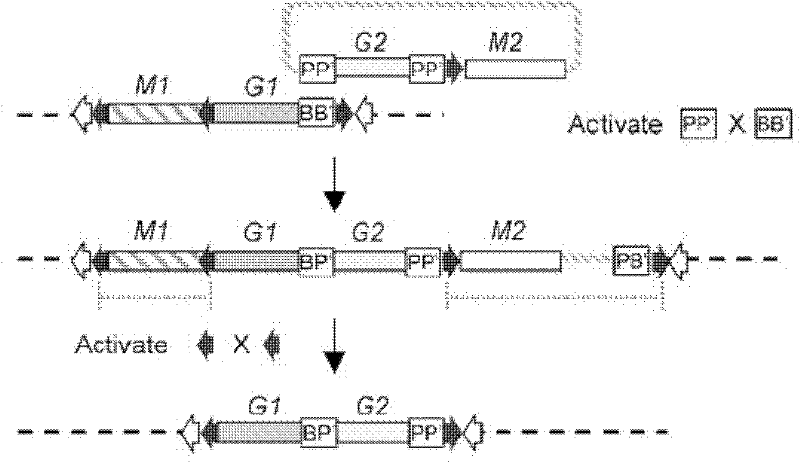 Method for preparing tomato strains containing transgene sites