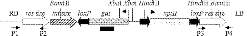 Method for preparing tomato strains containing transgene sites