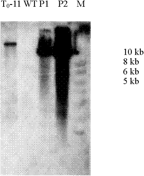 Method for preparing tomato strains containing transgene sites