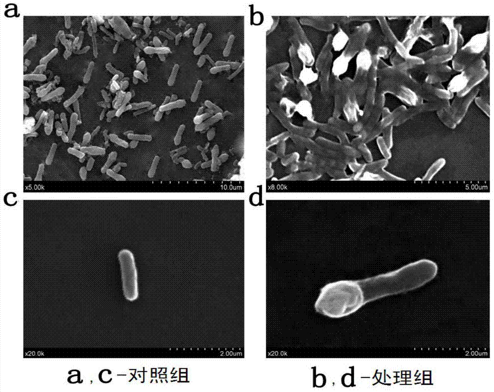 Nanofiber material for pork preservation