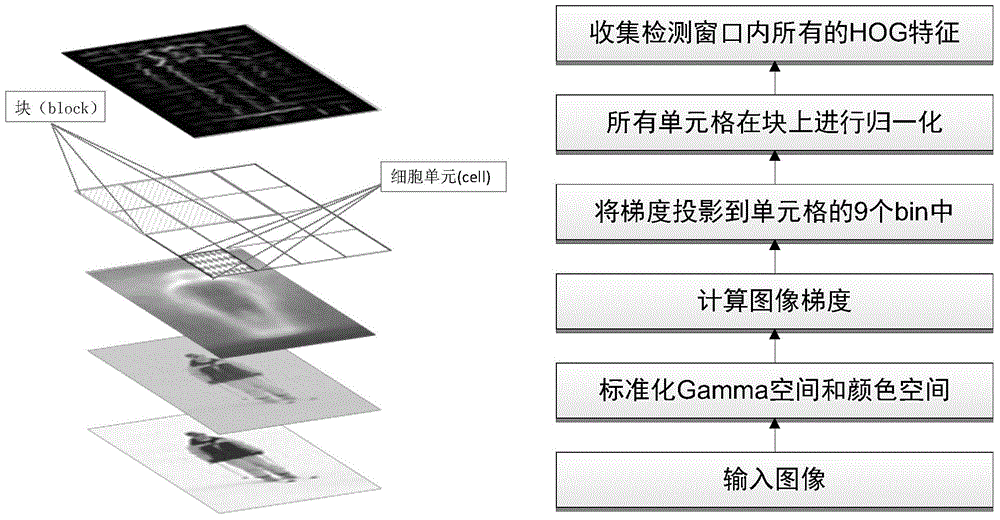 Color-information-maintaining objectionable image detection method under deformation sensitive organ models