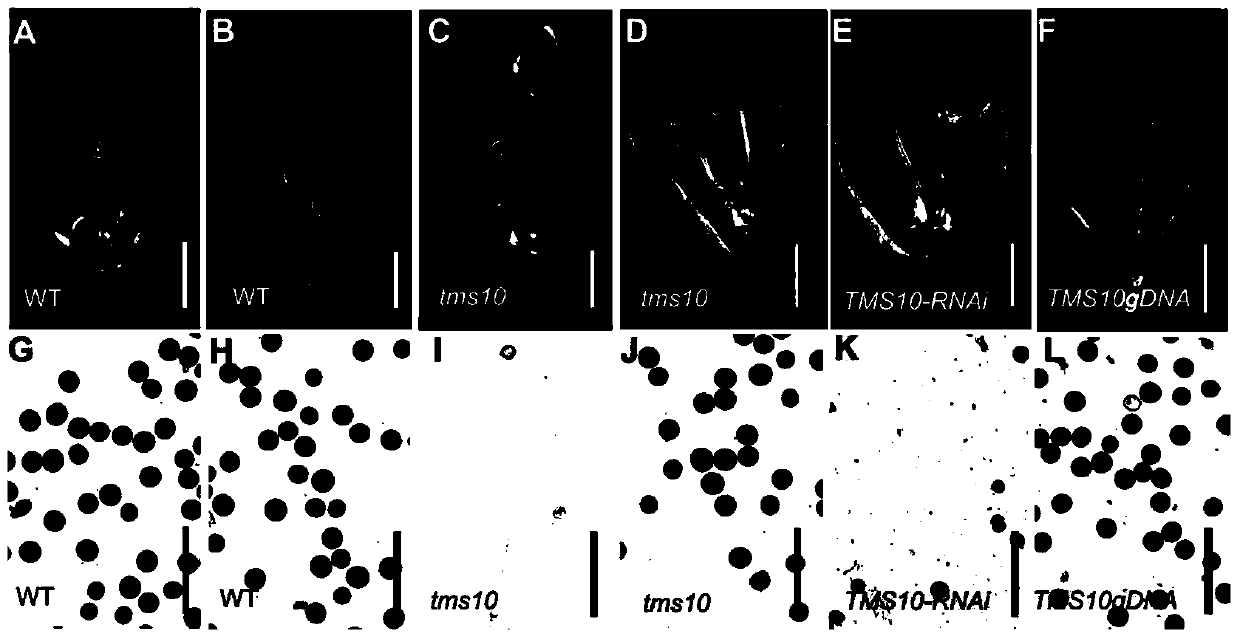 Application of Rice Thermosensitive Male Sterility Gene tms10 and Fertility Restoration Method