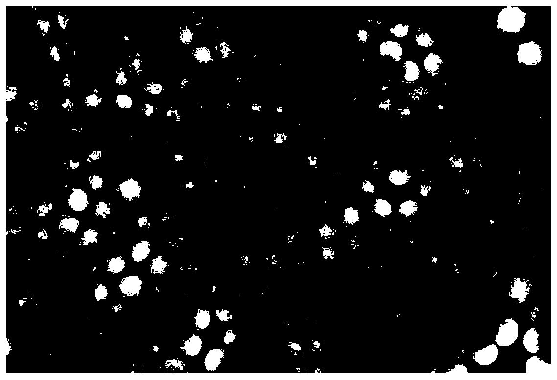 Fluorescent microsphere co-doped with multiple near-infrared-II fluorescent dyes, preparation method and applications thereof