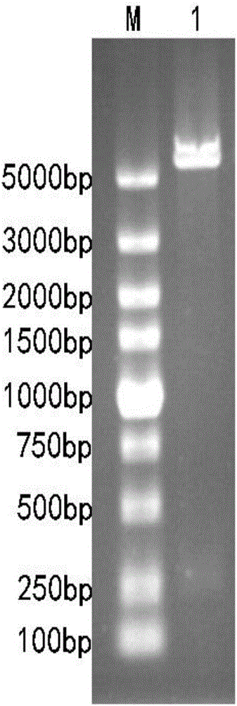 AMP (antimicrobial peptide) fusion protein as well as preparation method and application thereof