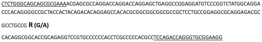 A molecular marker related to boar sperm motility traits and its application