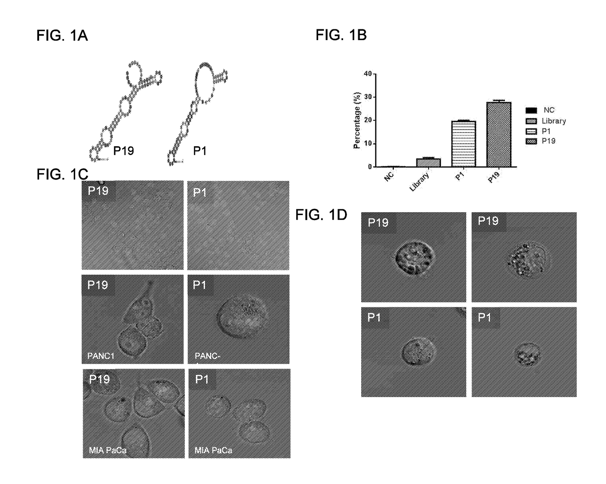 Anti-cancer RNA aptamers