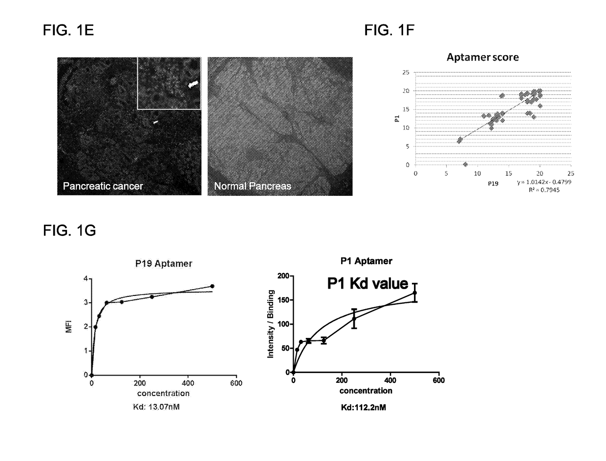 Anti-cancer RNA aptamers