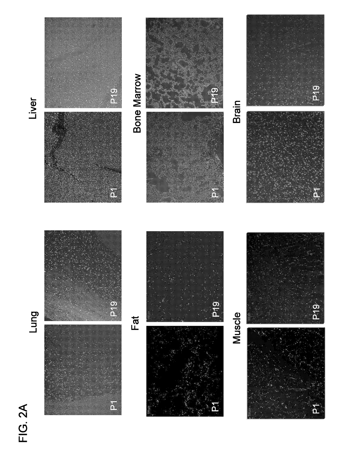 Anti-cancer RNA aptamers