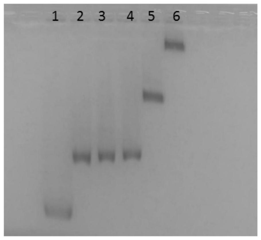 SERS biosensor and application thereof in preparation of detection system for detecting myocardial infarction miRNA