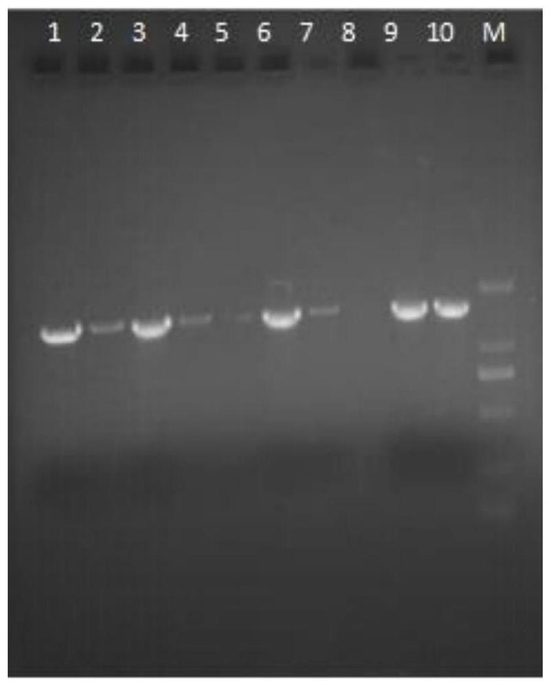 Bacillus cereus and application thereof in relieving plant salt stress