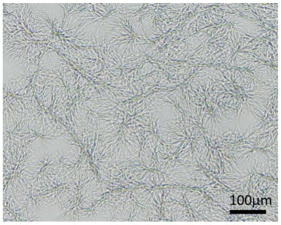 Method for utilizing micro-channel for cryopreserving rat islet cells at low temperature