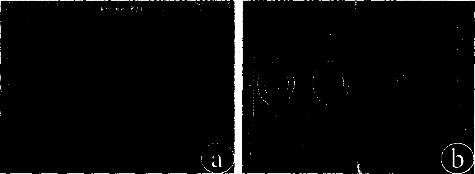 Method of external constructing tissue engineering blood vessel