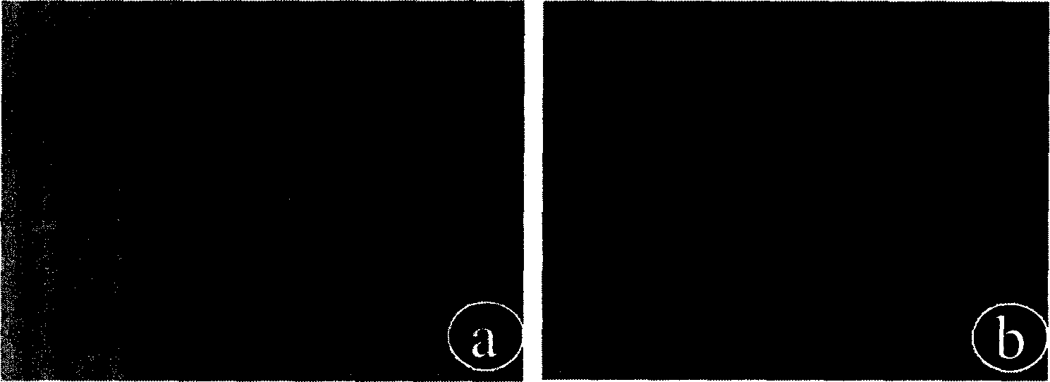 Method of external constructing tissue engineering blood vessel