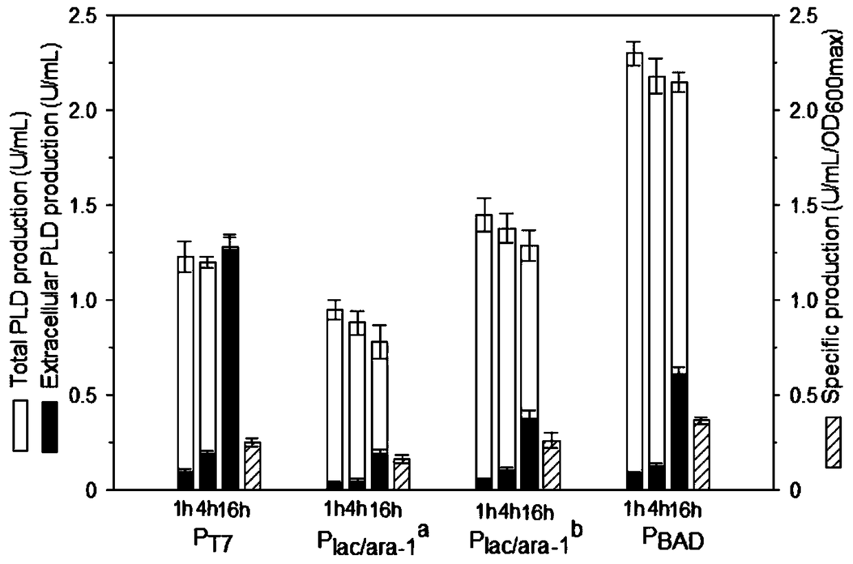 Method for producing phospholipase D through recombinant escherichia coli