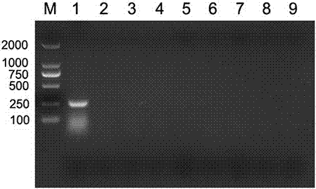 PCR (Polymerase Chain Reaction) primer for detecting and identifying porcine circovirus 3 (PCV3) and detection method and detection kit