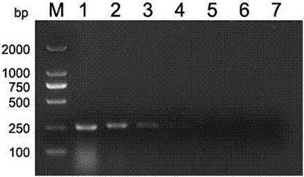 PCR (Polymerase Chain Reaction) primer for detecting and identifying porcine circovirus 3 (PCV3) and detection method and detection kit