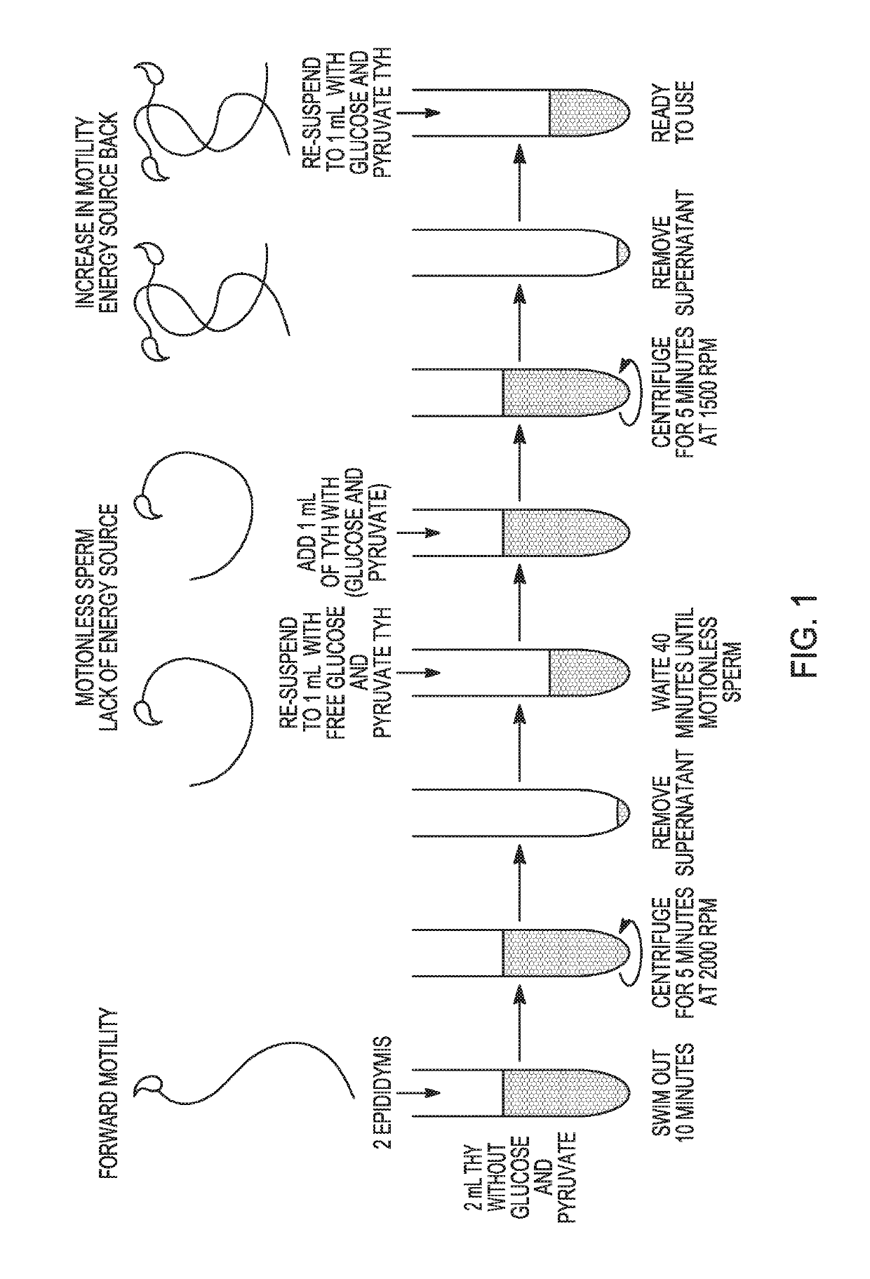 Method to prepare sperm