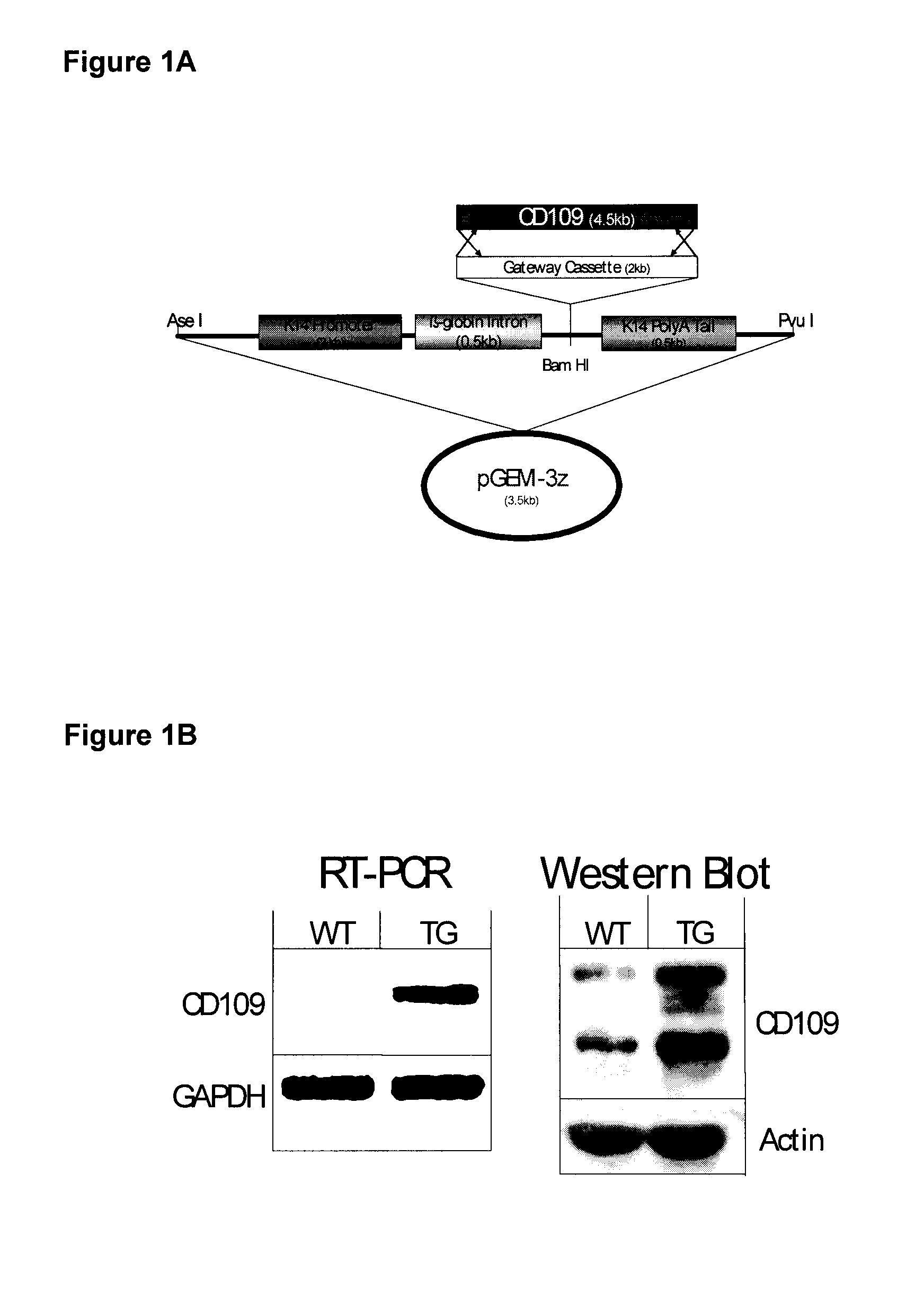 Cd109 polypeptides and uses thereof for the treatment of skin cells