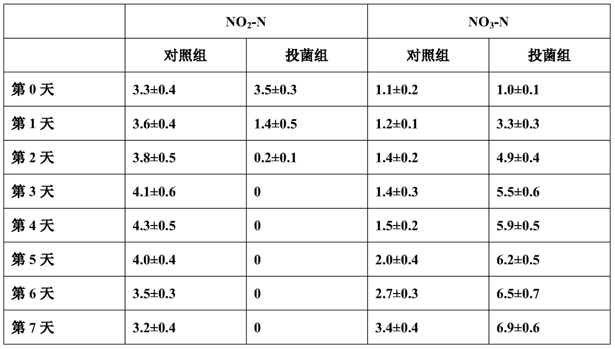 A kind of Nitrobacter victoria and nitrifying bacteria-denitrifying bacteria composite bacterial agent and its production method and application