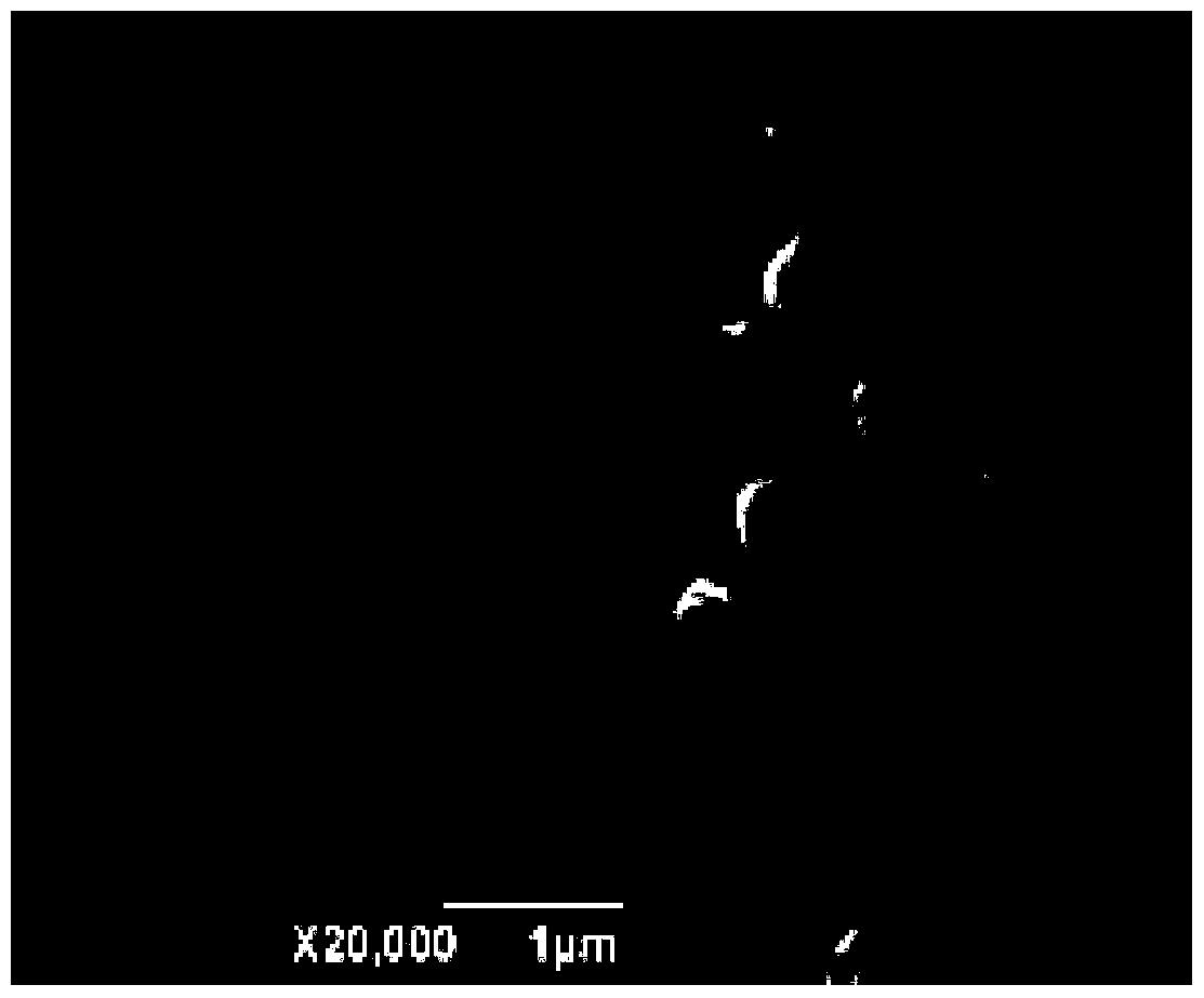 A kind of Nitrobacter victoria and nitrifying bacteria-denitrifying bacteria composite bacterial agent and its production method and application