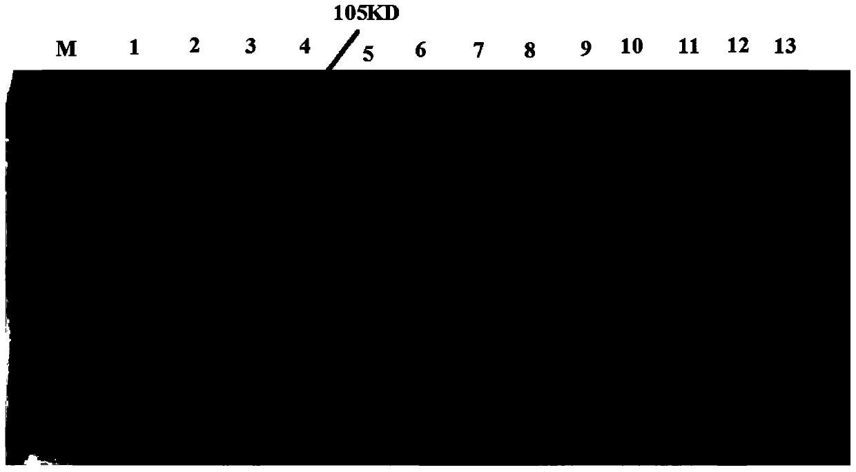 Preparation method of fusion protein inhibiting Clostridium perfringens infection