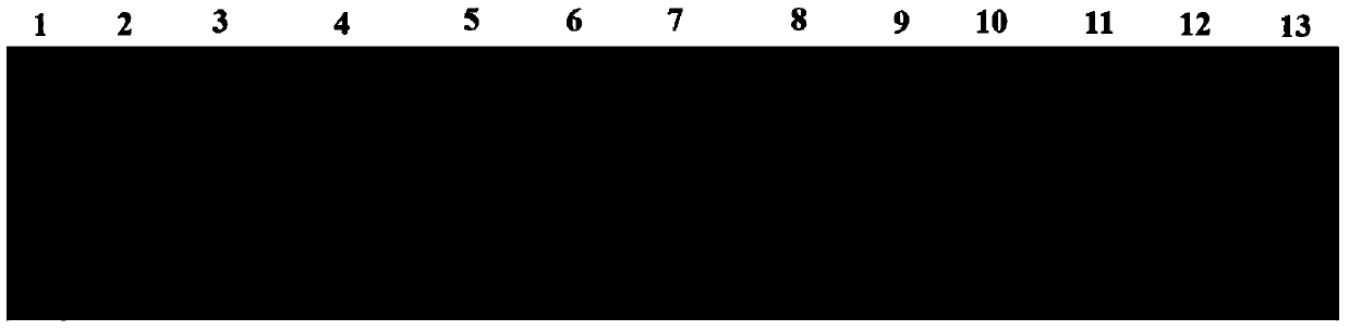 Preparation method of fusion protein inhibiting Clostridium perfringens infection