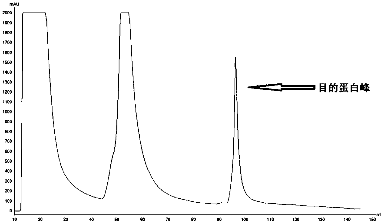 Preparation method of fusion protein inhibiting Clostridium perfringens infection