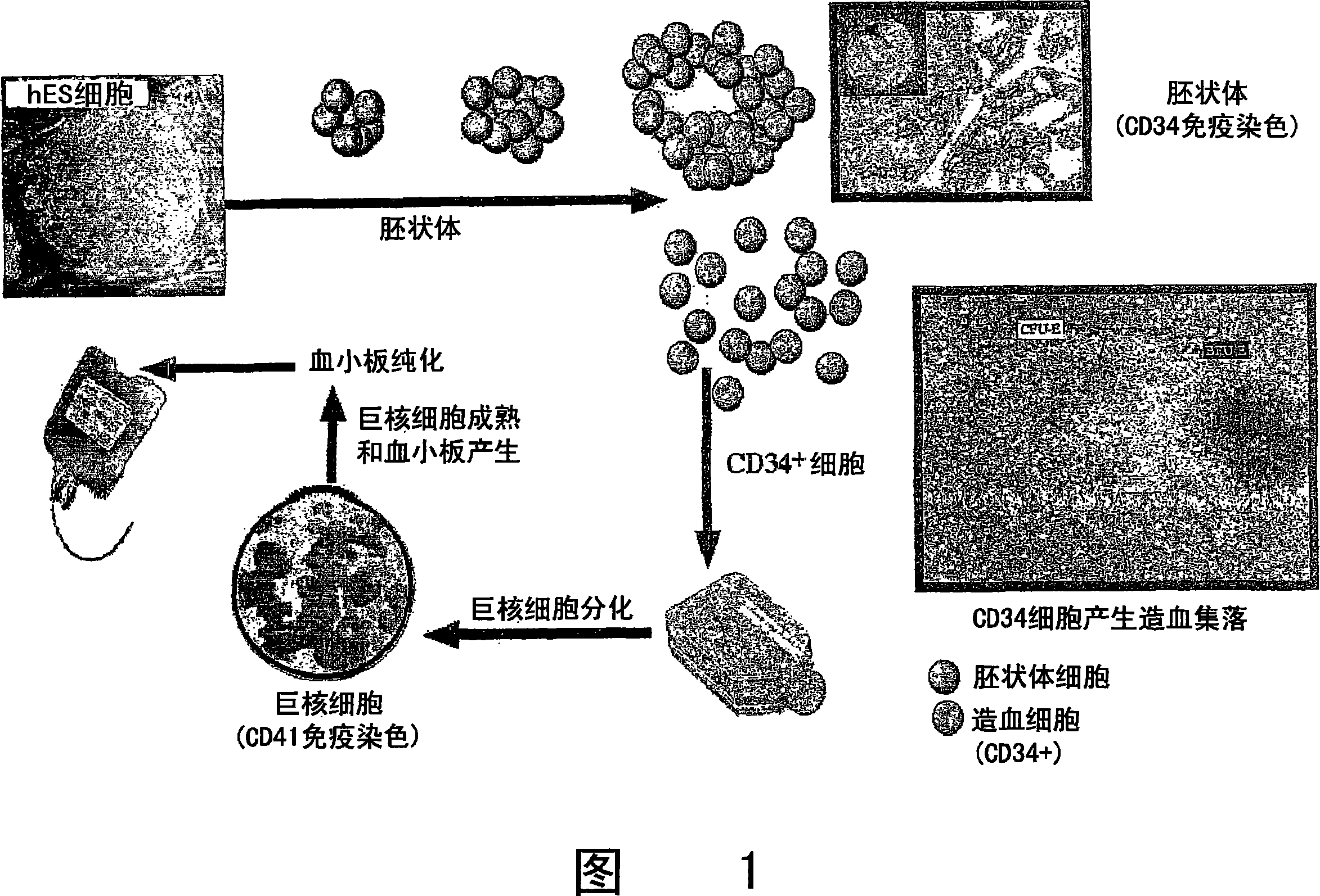 Platelets from stem cells