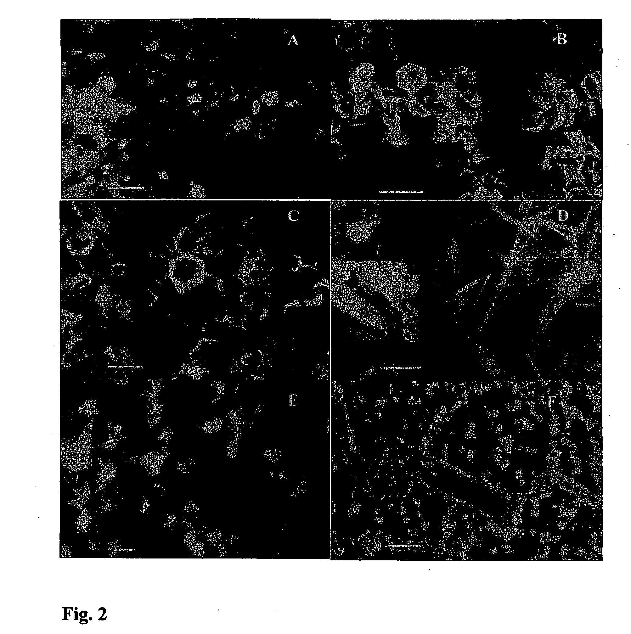 Lithium ion battery electrode and method for manufacture of same