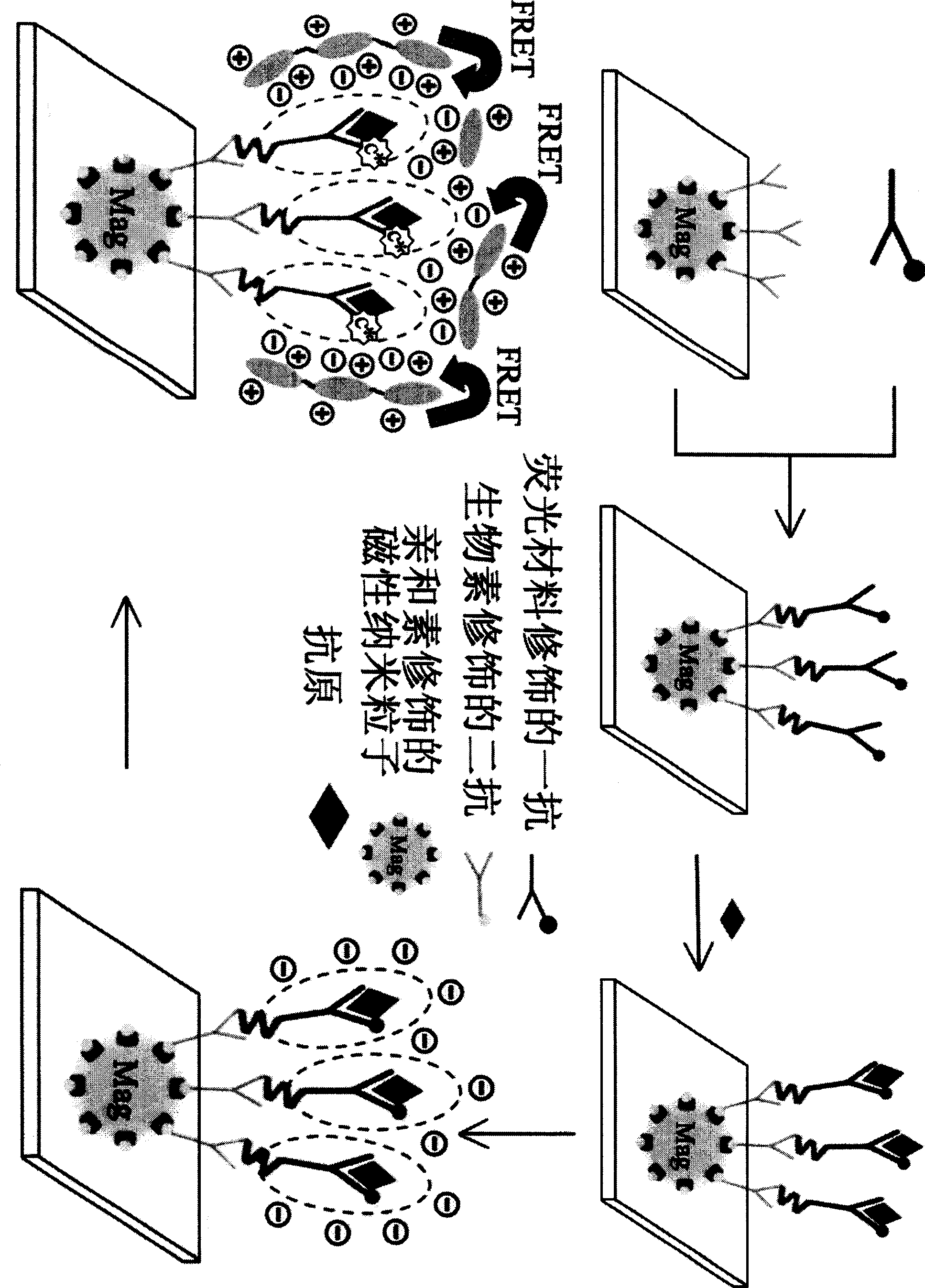 Production method of novel fluorescent biosensor for bacillus coli detection