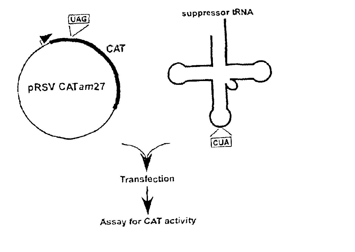 Suppressor tRNA system