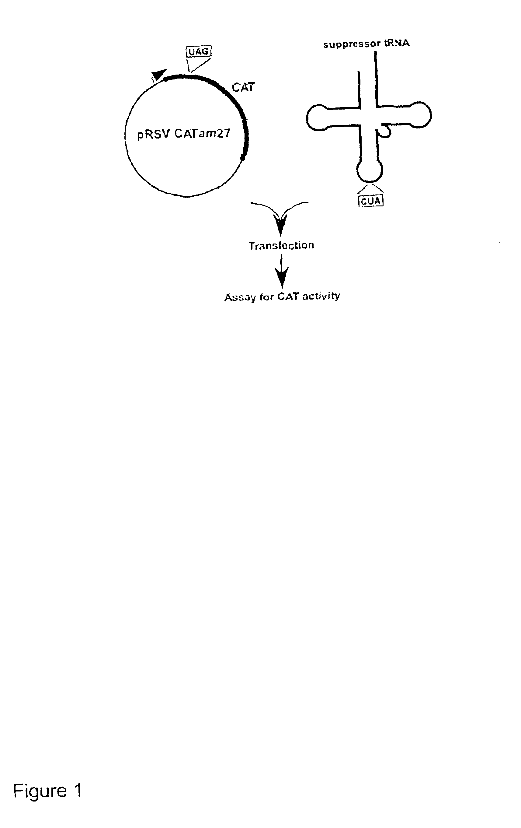 Suppressor tRNA system