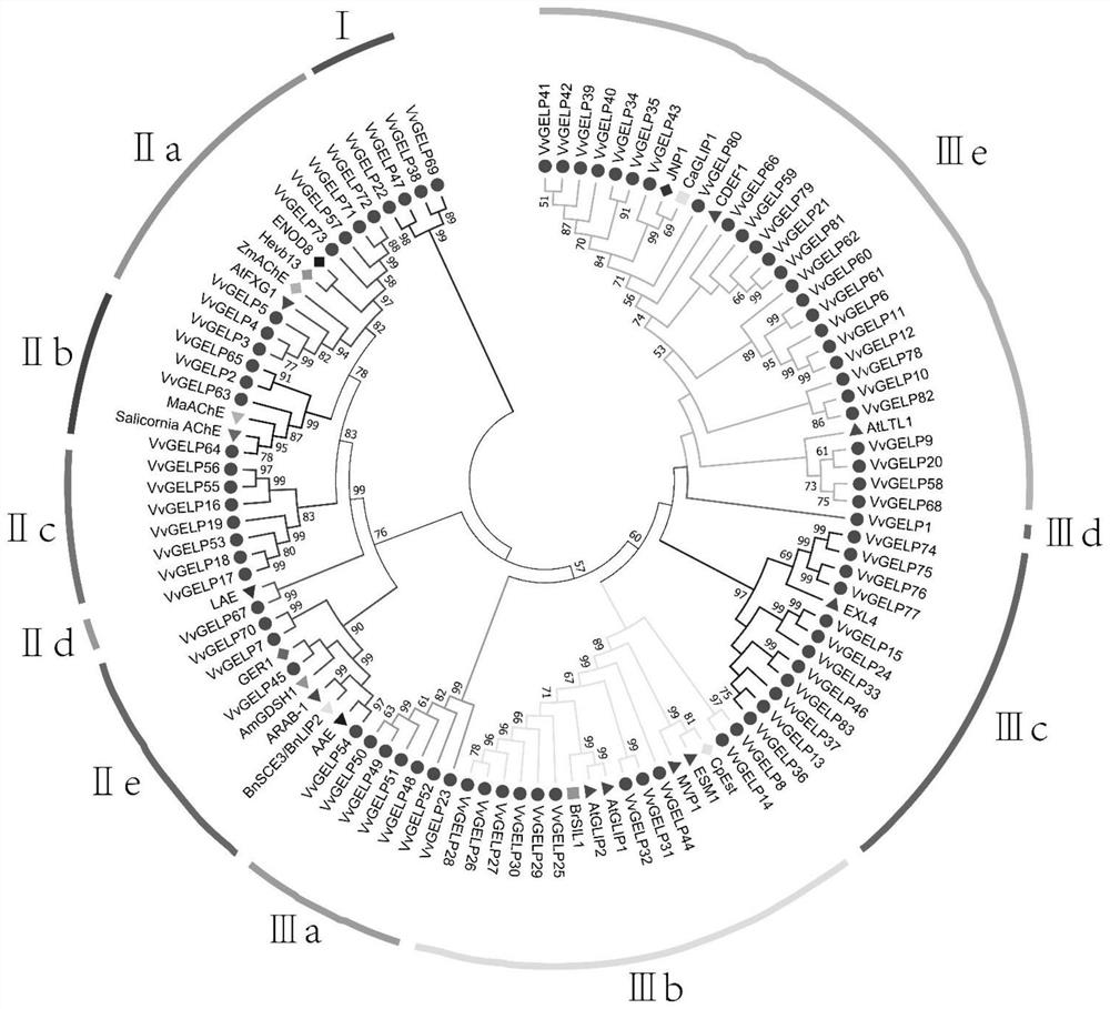 Gdsl-type esterase/lipase marker gene associated with early ripening in grape