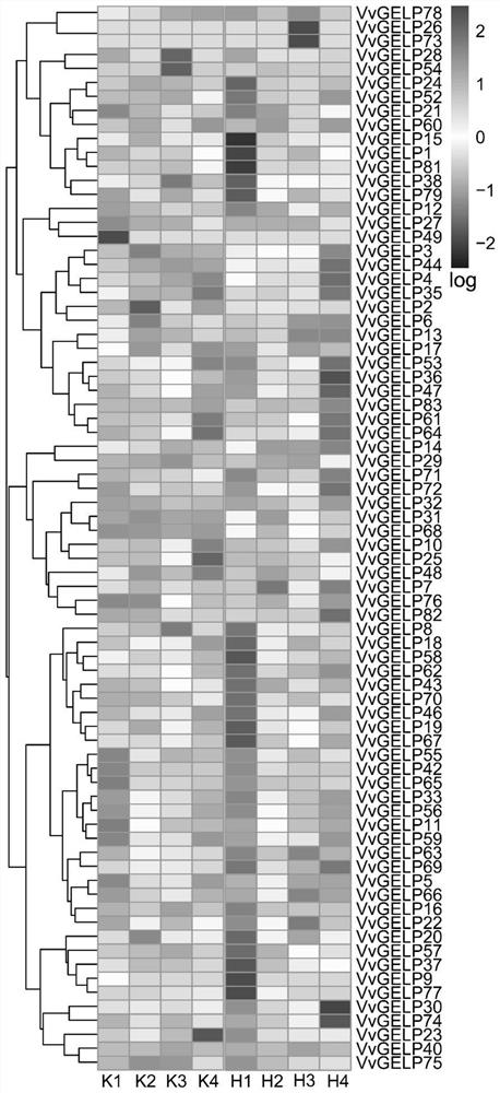 Gdsl-type esterase/lipase marker gene associated with early ripening in grape