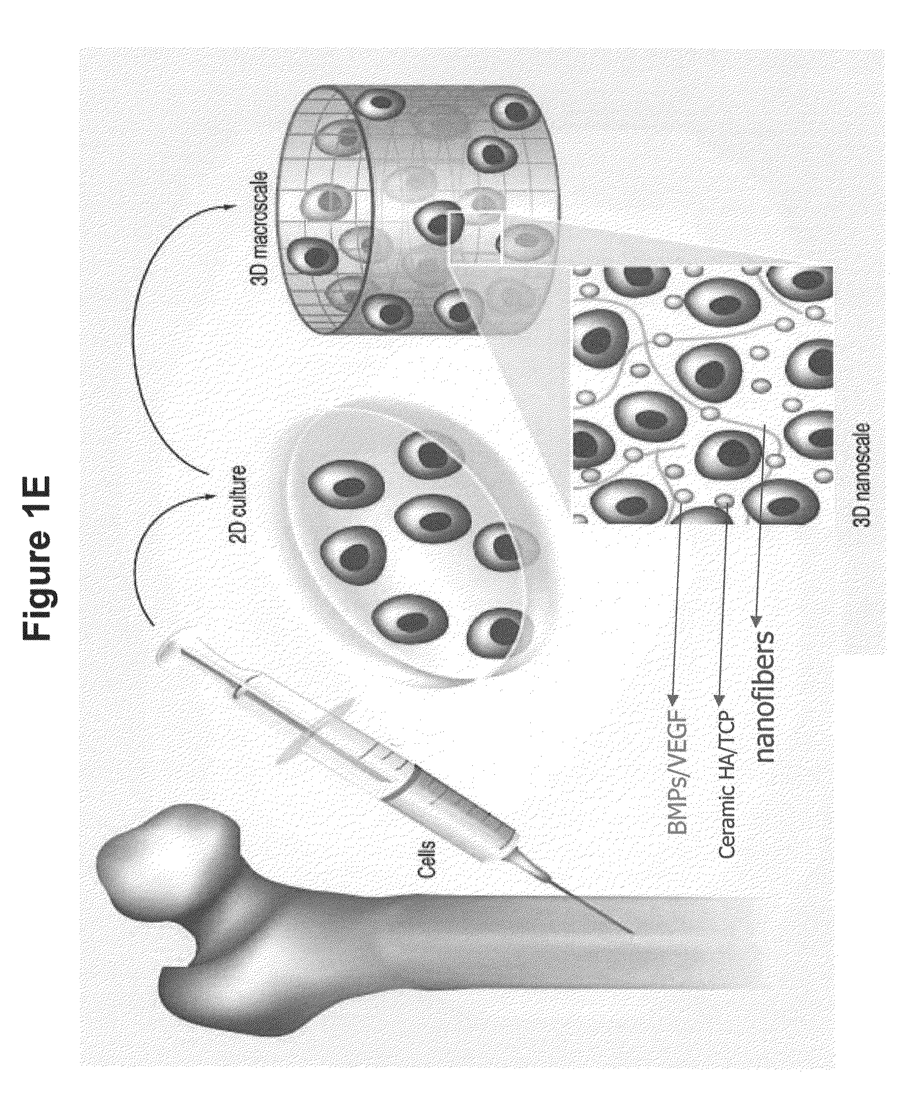 Electrospun Scaffolds And Methods Of Generating And Using Same