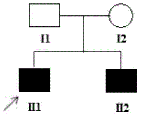 PTPRQ gene mutant and application thereof