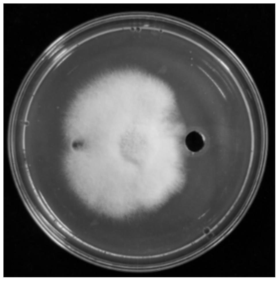 A kind of bio-organic fertilizer containing methylotrophic bacillus and its preparation