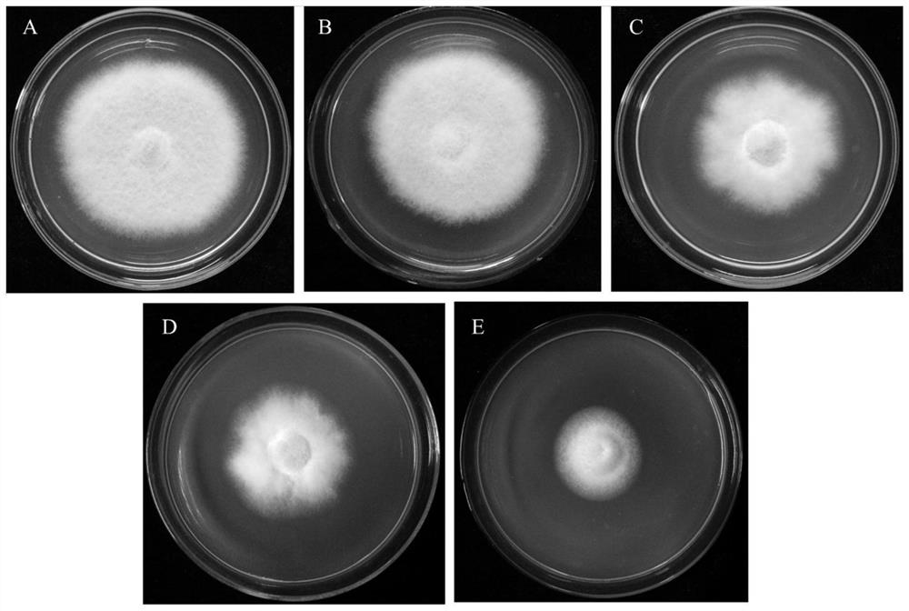 A kind of bio-organic fertilizer containing methylotrophic bacillus and its preparation