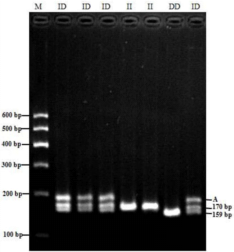 Detection method for goat CSN1S1 gene insertion/deletion, and applications thereof