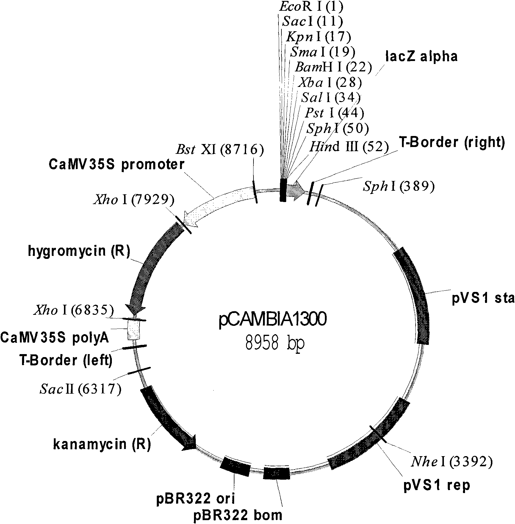 Method for improving rice resistance to bacterial leaf blight by using leaf specific expression artificial microRNA