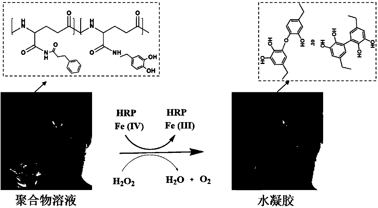 Blood protein responsive type gamma-PGA (polyglutamic acid) hydrogel hemostasis material as well as preparation method and application thereof