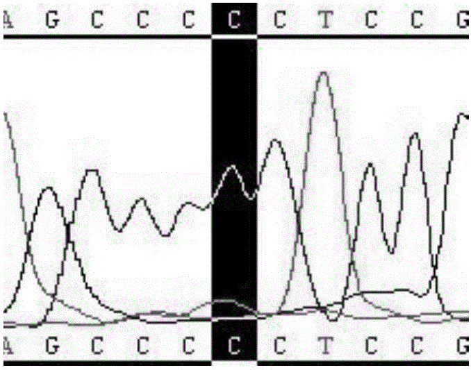 Method and primer as well as kit for detecting mutation sites of promoters C250T and C228T of TERT (Telomerase Reverse Transcriptase) gene