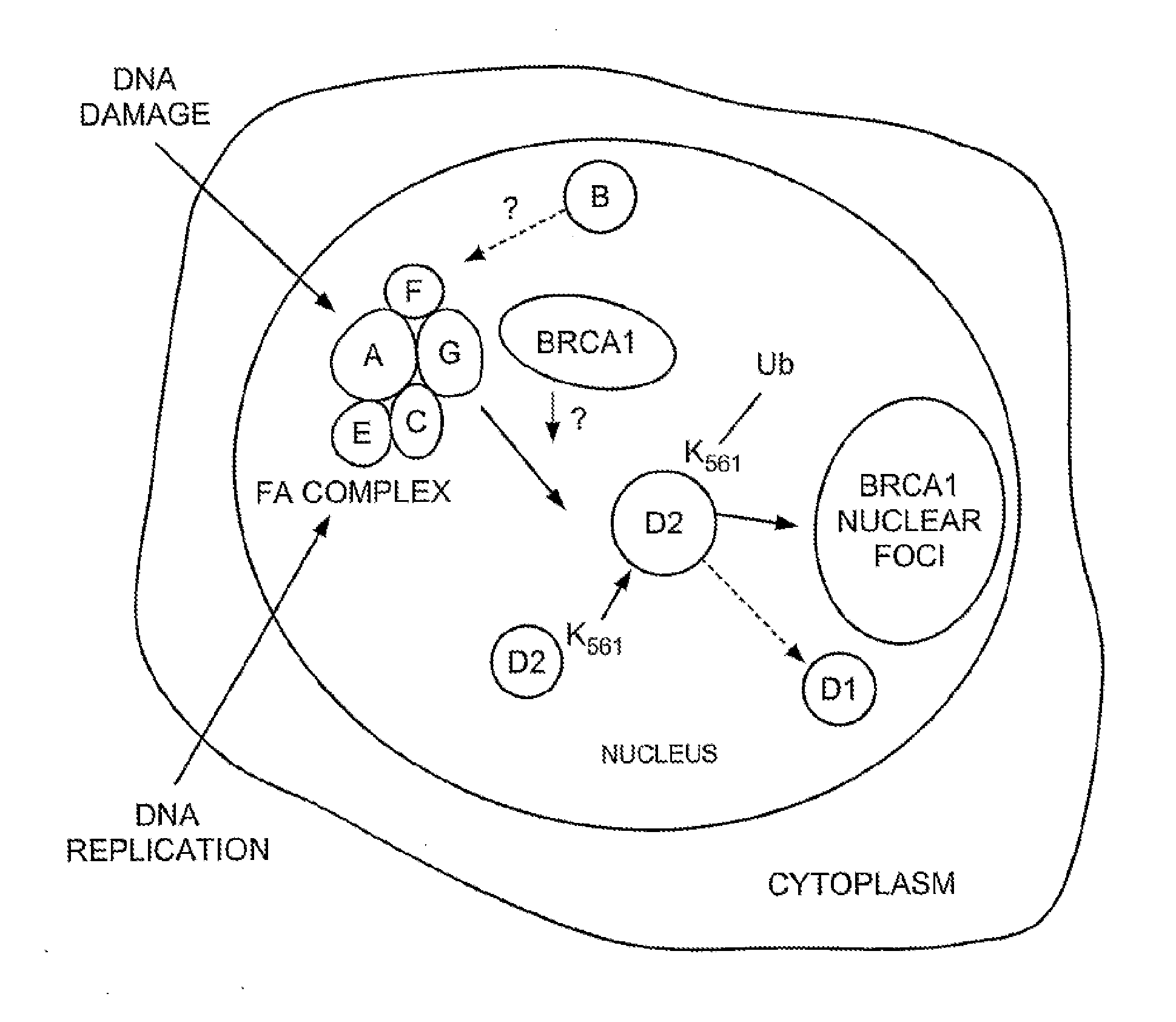 Methods and Compositions for the Diagnosis of Cancer Susceptibilities and Defective DNA Repair Mechanisms and Treatment Thereof