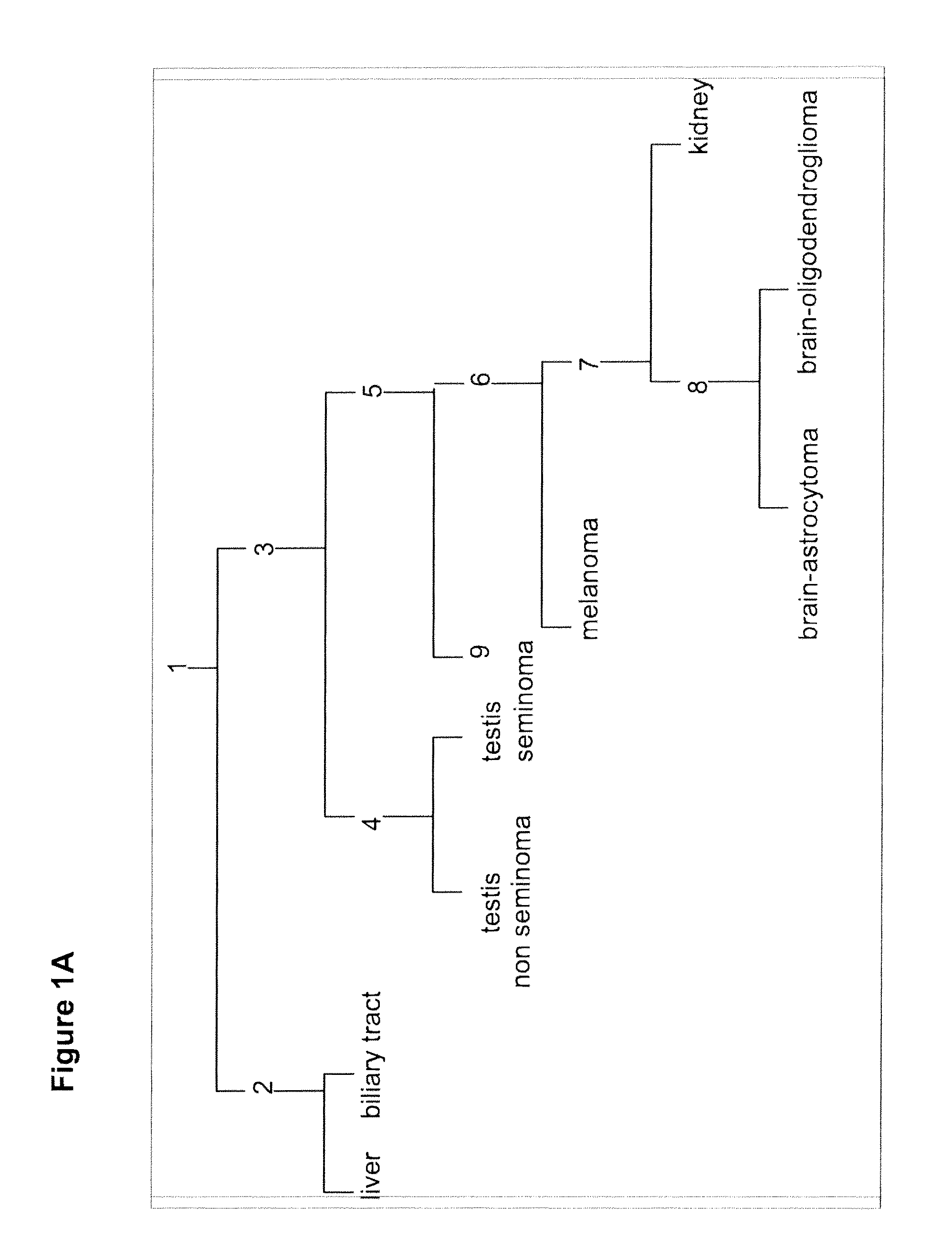 Gene expression signature for classification of tissue of origin of tumor samples