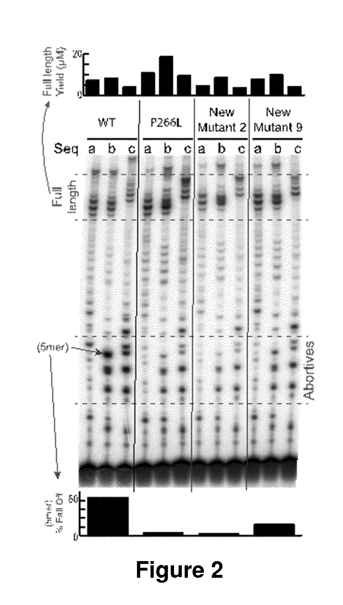 Modified t7-related RNA polymerases and methods of use thereof