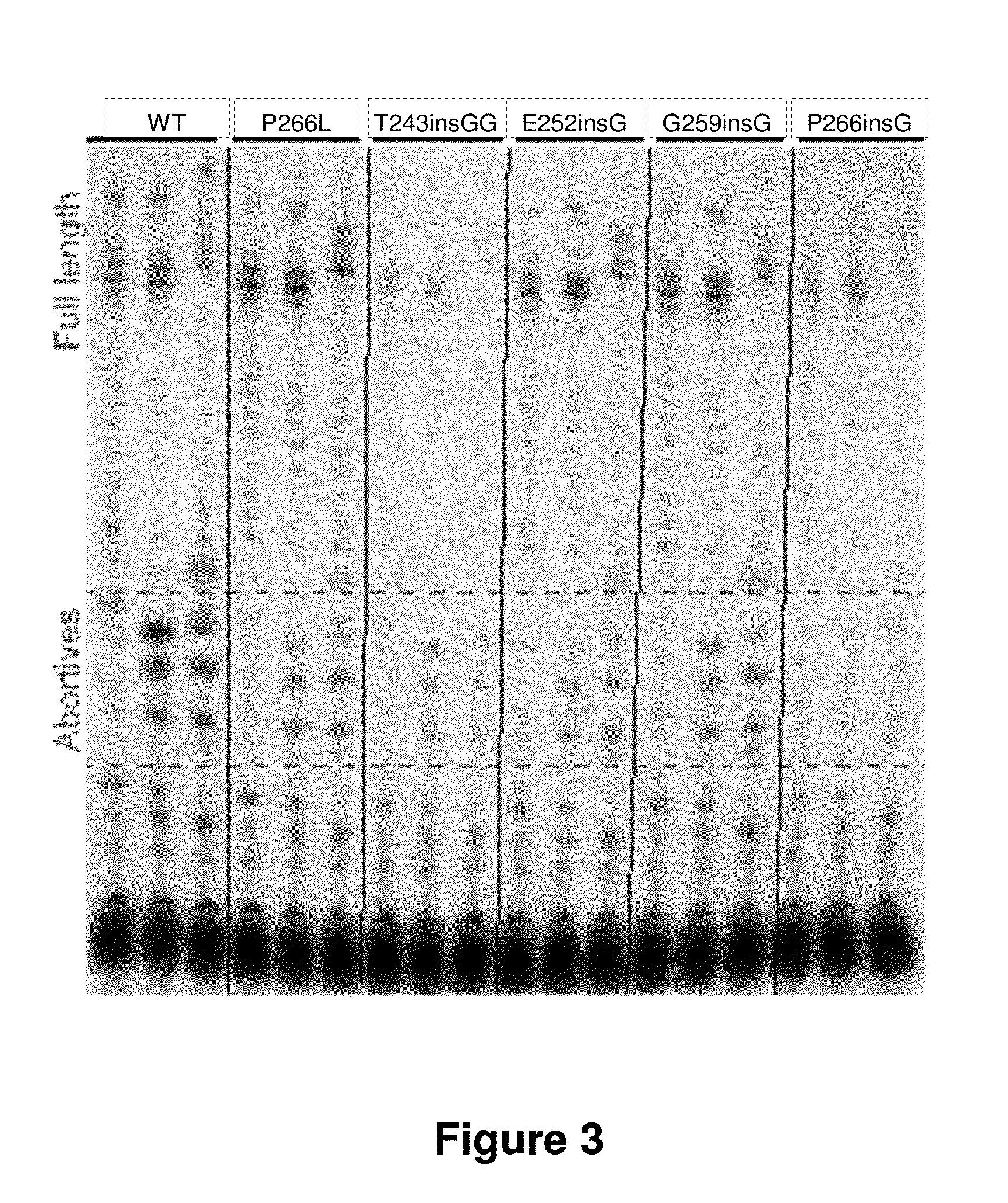 Modified t7-related RNA polymerases and methods of use thereof