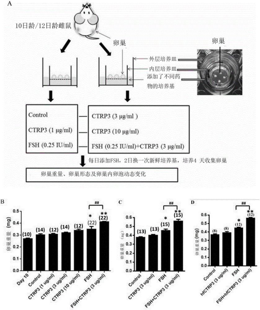 Application of CTRP3 protein (C1qTNF related protein 3)