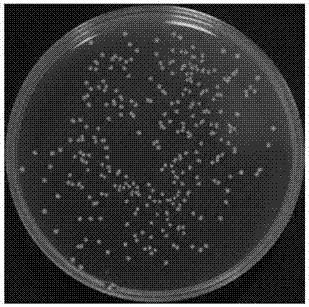 Antimicrobial nano-particle preparation method using metal-organic framework as biocarrier for packing medicine